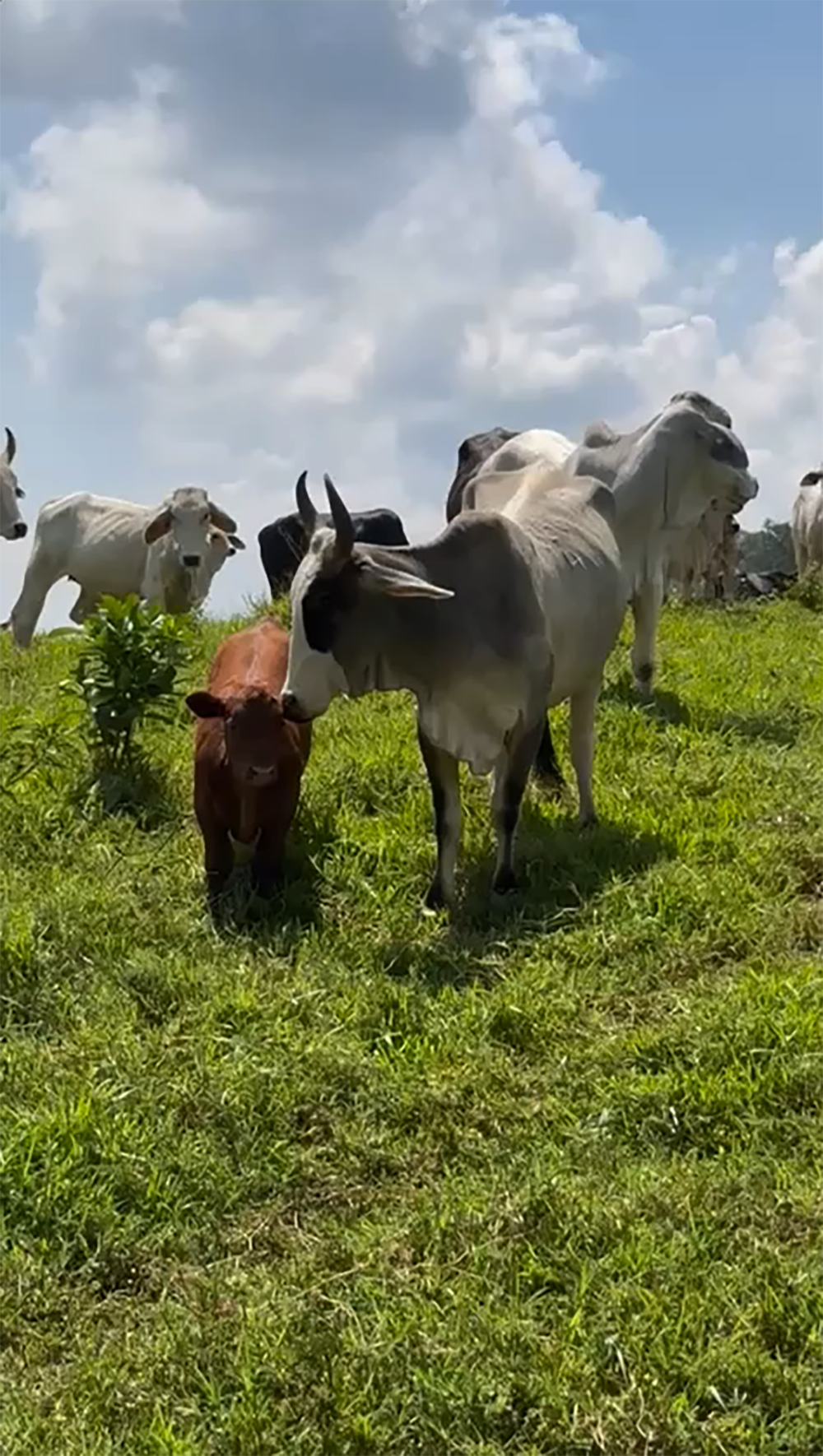 Crianza de Raza Angus para el trópico